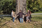 Park Walk: Sector 2 :: One of the park's enormous cottonwood trees is shown some love.