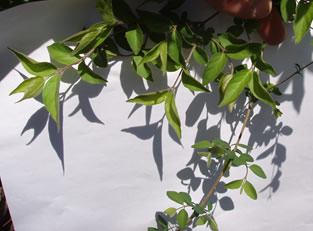 Comparing young growth in April of shrub honeysuckle on the left, and native coralberry on the right.