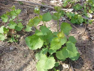 Garlic Mustard, Allaria petiolata. Photo taken in Roanoke Park April 12, 2011