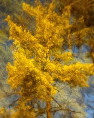 the yellow tree x1440