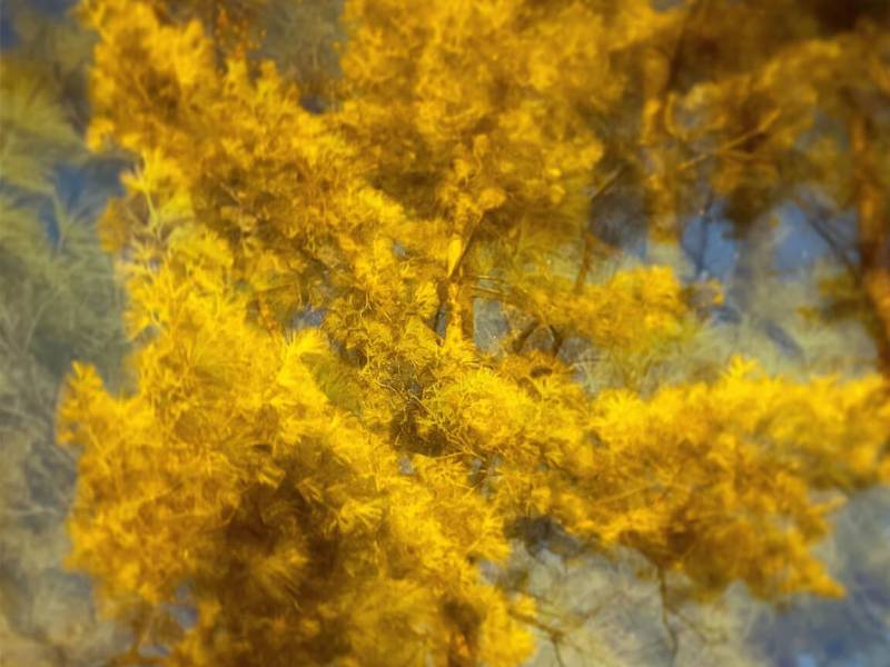 the yellow tree x1440