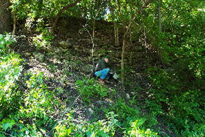 Honeysuckle war Field Marshall Kite Singleton peeling back years of invasive growth to reveal the original look of Roanoke Park of 100 years ago.