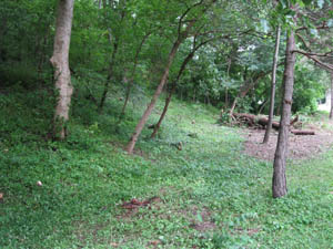 Looking east from nearby the old KC Poster Display Co. building at today’s results. Just beyond the fallen log is another big cottonwood. The base of its trunk is hollowed out. A likely gnome home! See if you too think it looks like an old road bed runs up into the woods along the north side of this tree? What discoveries remain to be revealed as we cut away.