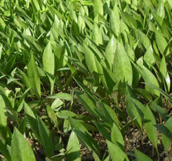 A large trout lily patch in the park March 29, 2012.