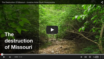 Asian Bush Honeysuckle Invasion - The destruction of Missouri