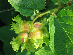 Corylus americana by user 1_eheep, wiki commons 5098096972