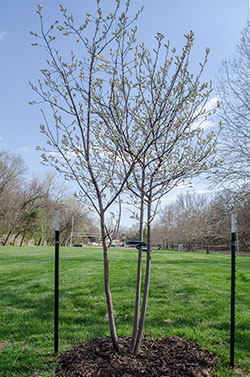Judy Widener memorial tree. Click for a gallery of images.