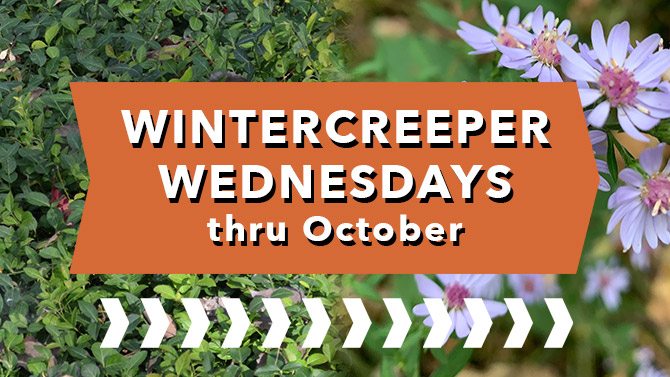 FROM invasive wintercreeper monoculture TO Diversity and Ecological Restoration.